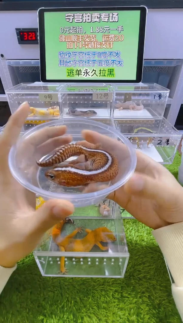 豹纹守宫豹纹肥尾瘤尾守宫苗子亚成成体
