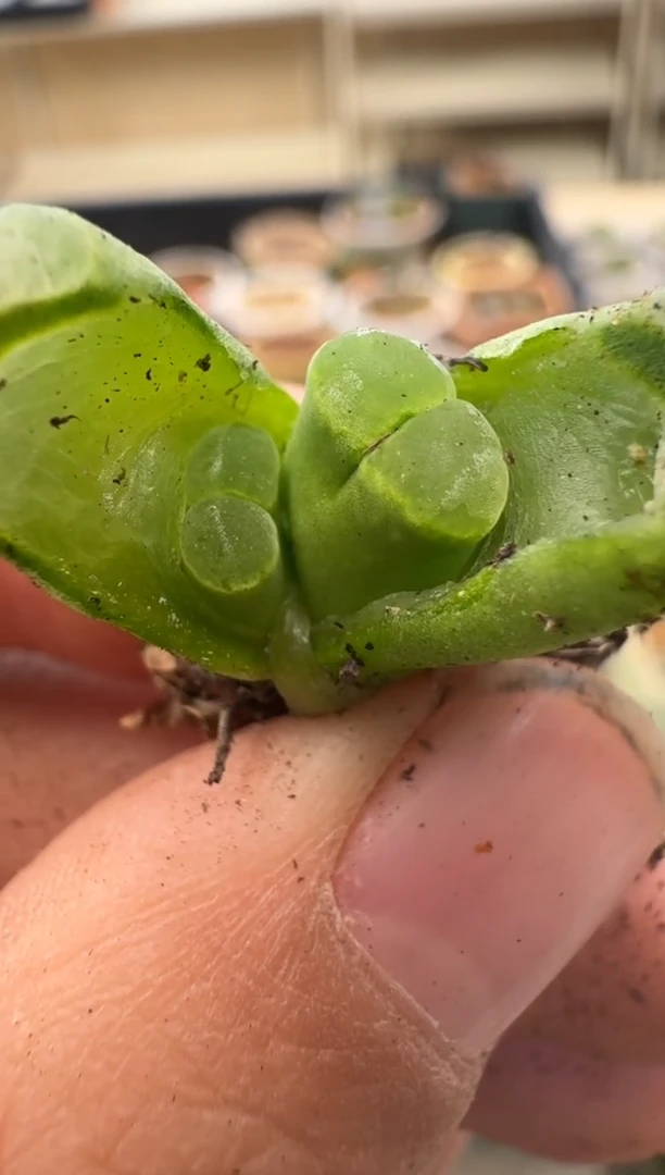 【闪购商品】2/4-17