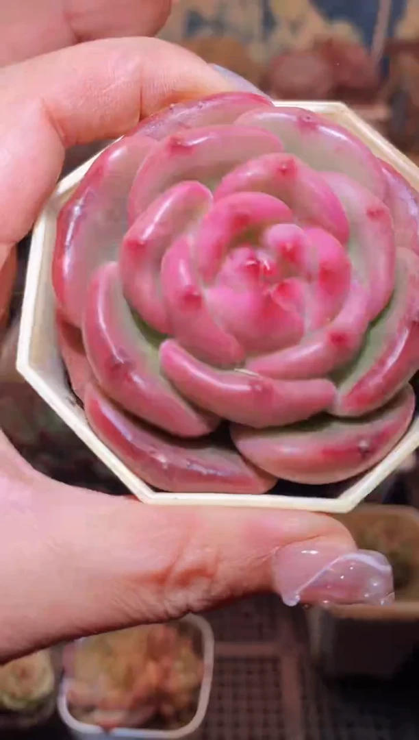 【闪购商品】112国色多肉