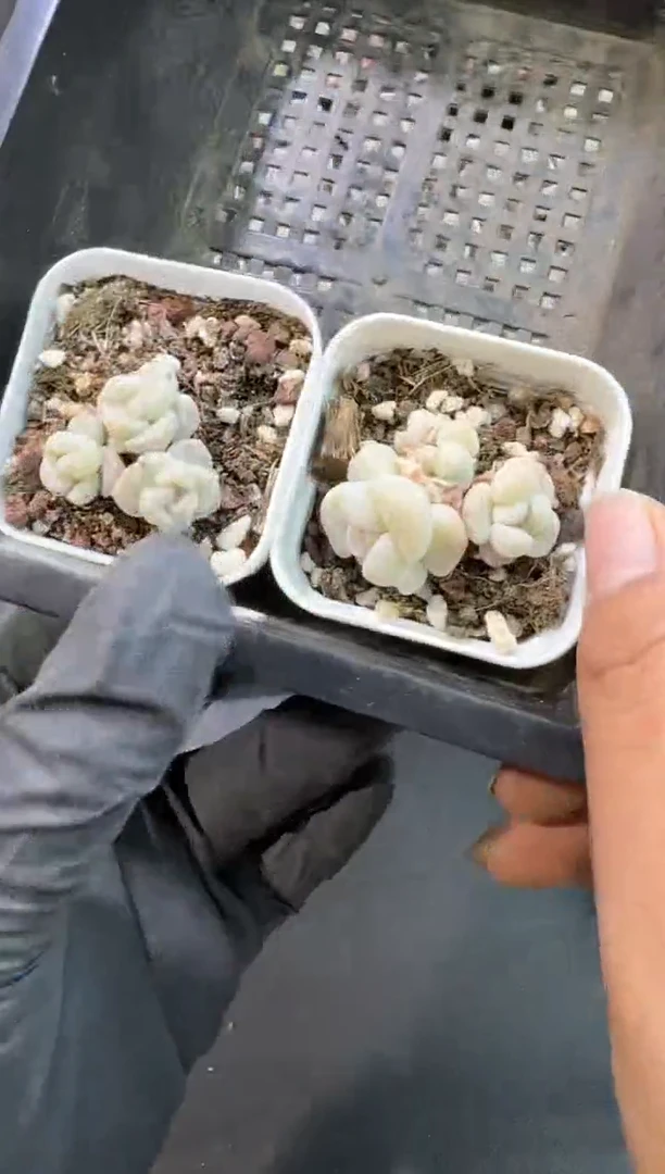 【闪购商品】121号到手1框-江北多肉