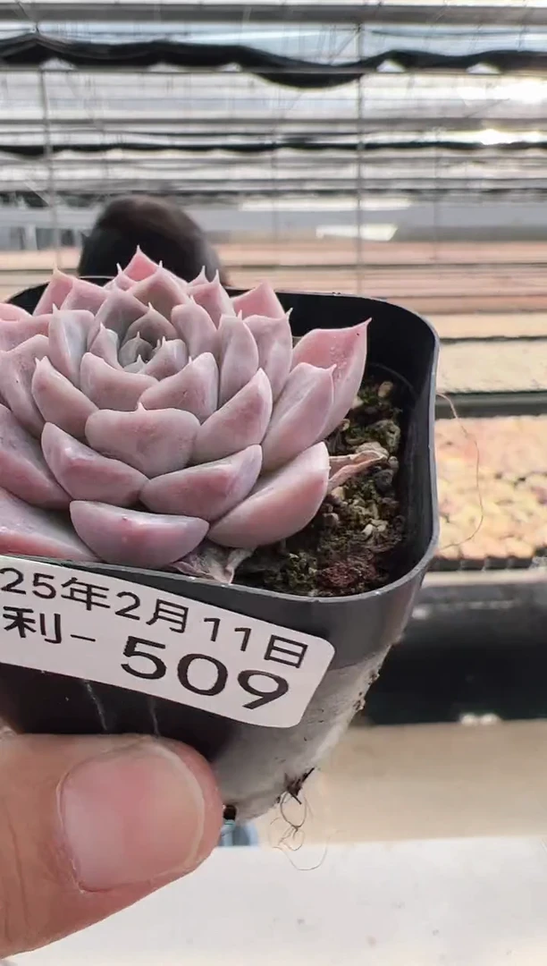 【闪购商品】福利多肉-509