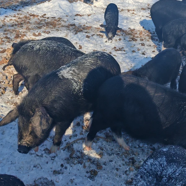 (五花肉4.5斤）纯粮散养1年半黑猪（顺丰包邮）