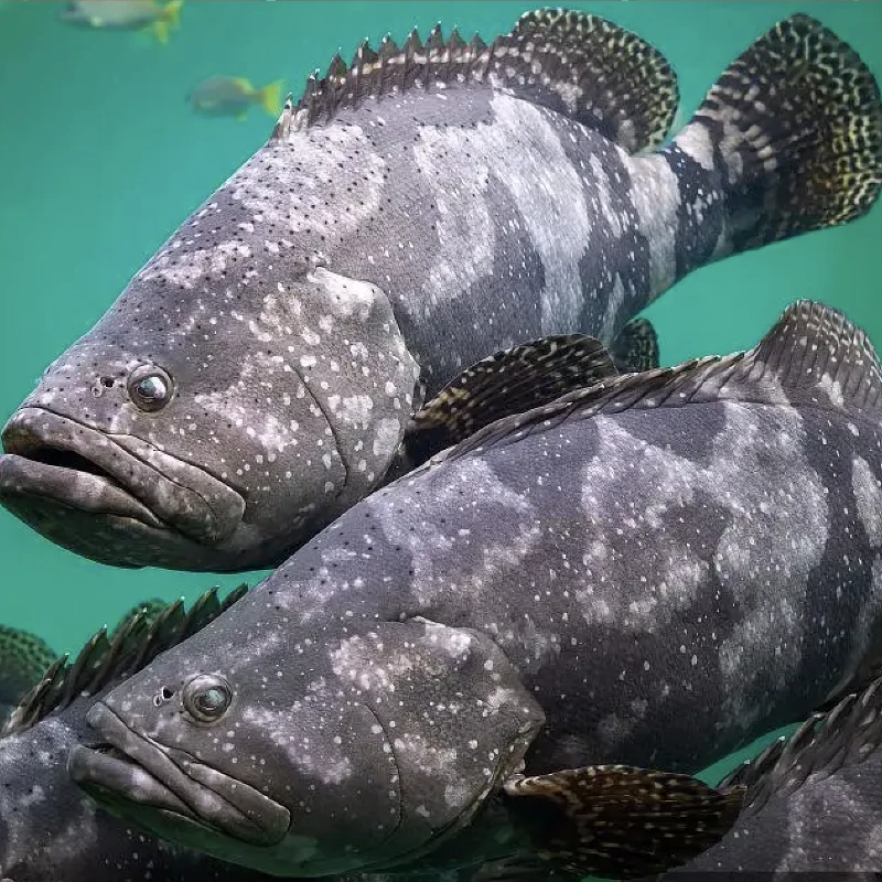 (大石斑鱼)6.6斤广东湛江珍珠老虎斑鱼海鲜营养清蒸活鱼现冻