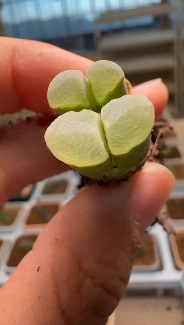 美丽的肉石头-229