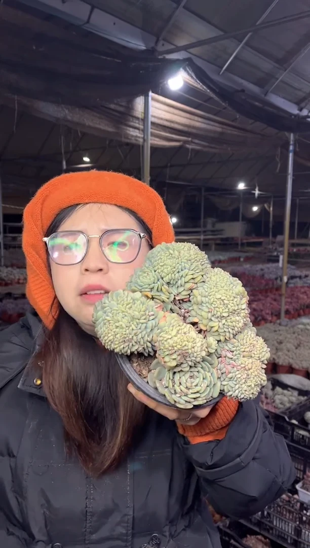 【闪购商品】67-白胖子缀带盆土16.8