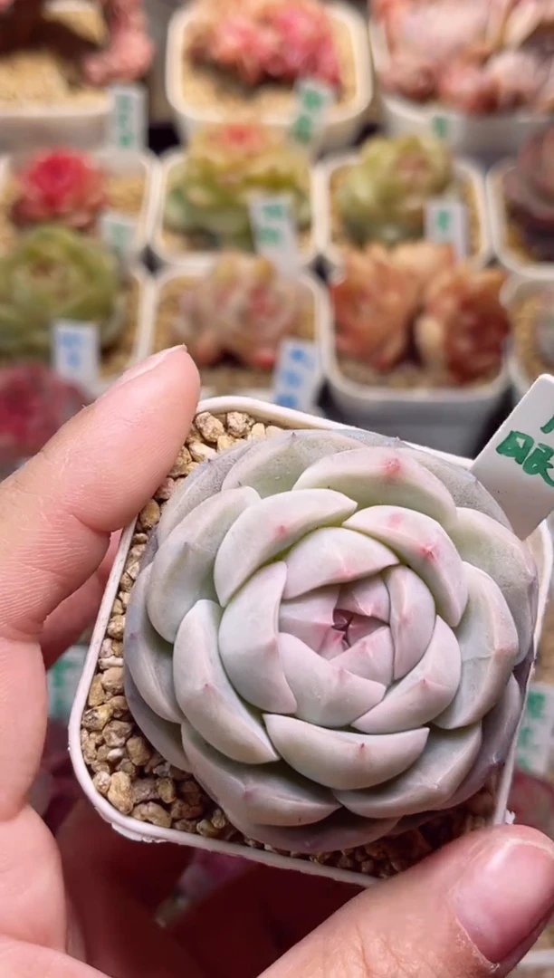 【闪购商品】h794月眠一物一拍