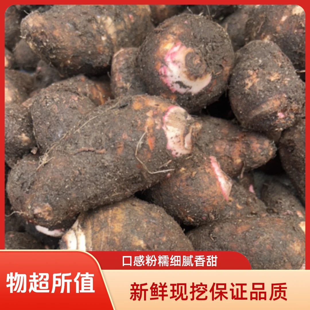 新鲜现挖粉糯细腻的湛江红芽小圩头源产地直发