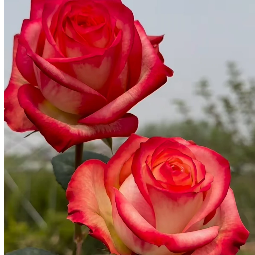 【卓昂玫瑰园】吸引力新品月季大切花玫瑰直立勤花 耐开抗病 多季