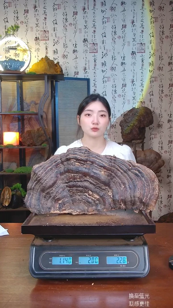 红缘拟层孔菌中国大陆【藏区 野生】红缘树舌（2.28斤）20-30年份