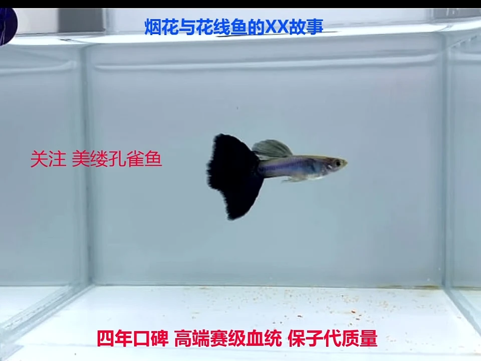 孔雀鱼紫夜精灵压成精品体验一对