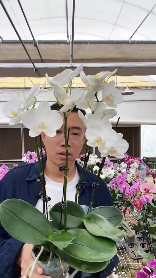 完全开放B级瑕疵阿玛2棵