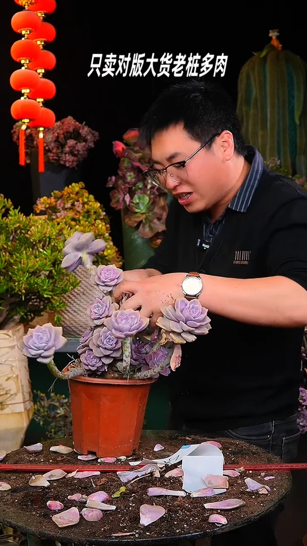 【闪购商品】大紫乐3号