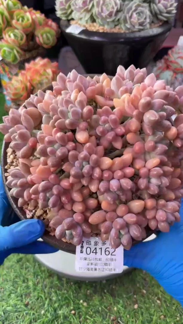 昆明印象多肉04162