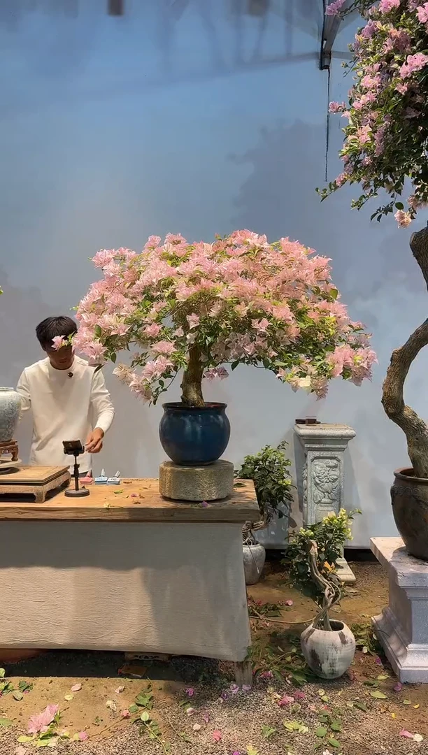 全部花朵唐*三角梅39