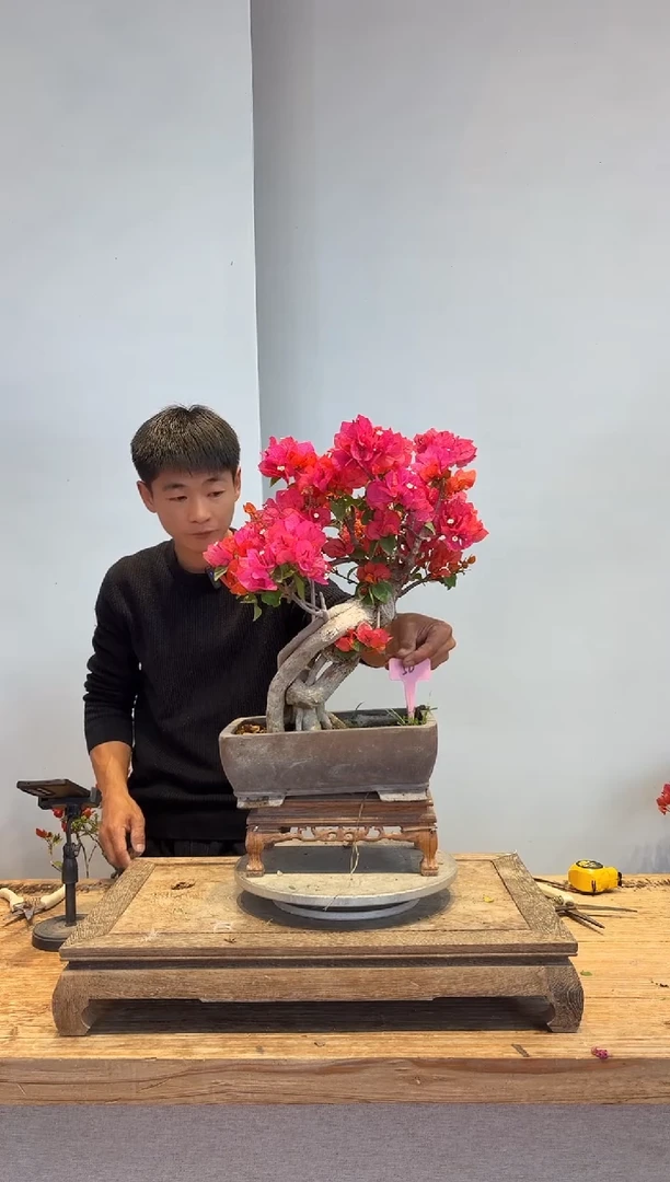 以实际为准三角梅50