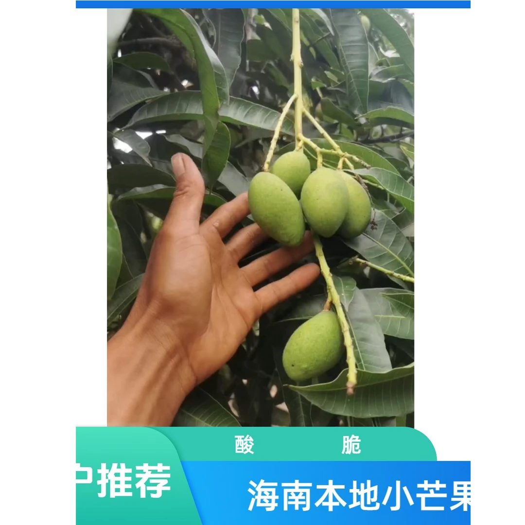 （小王家专属）海南本地小种芒果精品果