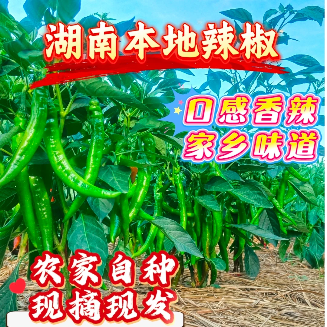 湖南耒阳本地农家露天种植头茬辣椒薄皮软嫩辣味十足!