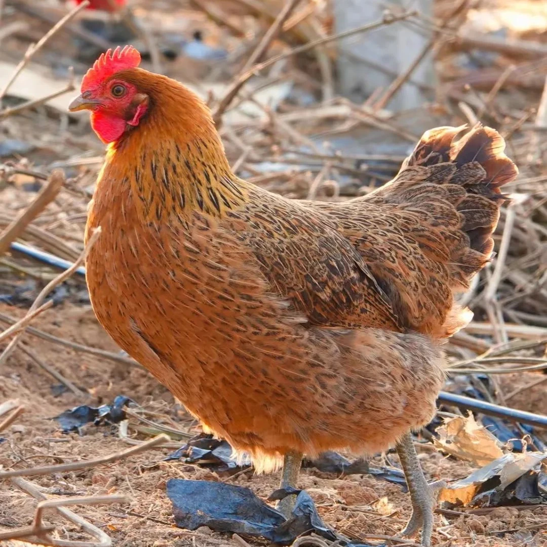 杭州散养土鸡竹林鸡农村土鸡
