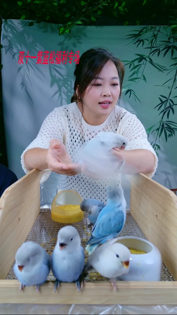 桃脸牡丹鹦鹉松石熏