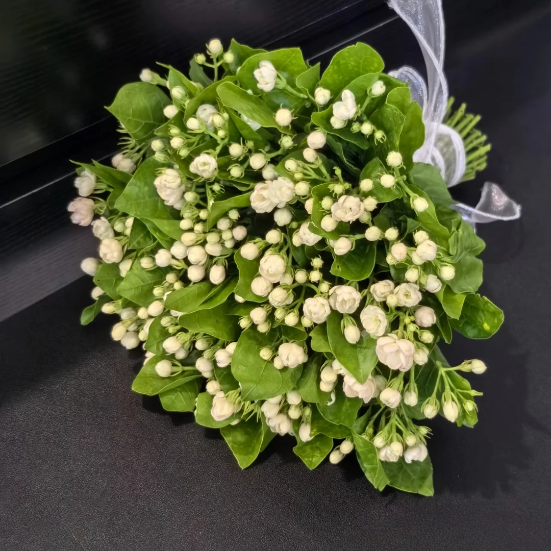 【花之洲】茉莉花 浓香花材 若干枝  全店任意两单顺丰包邮