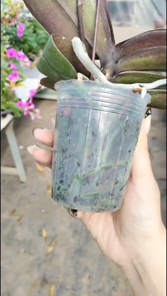 完全开放樱兰福利价