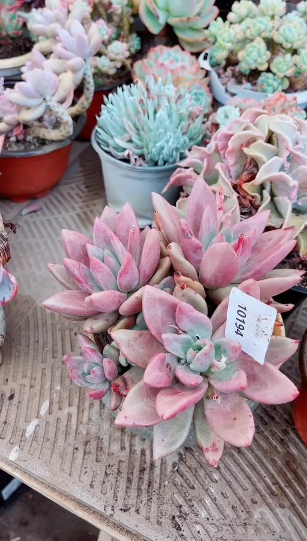 10194多肉植物一物一拍