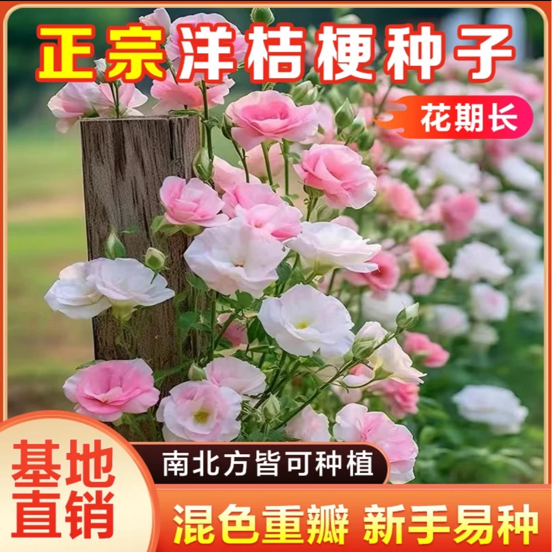 【洋桔梗种子】多色混发打造室内外花海
