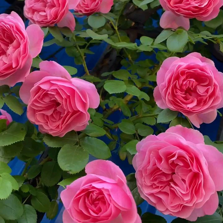 粉色达芬奇藤本月季花苗大花浓香四季开花庭院阳台盆栽植物