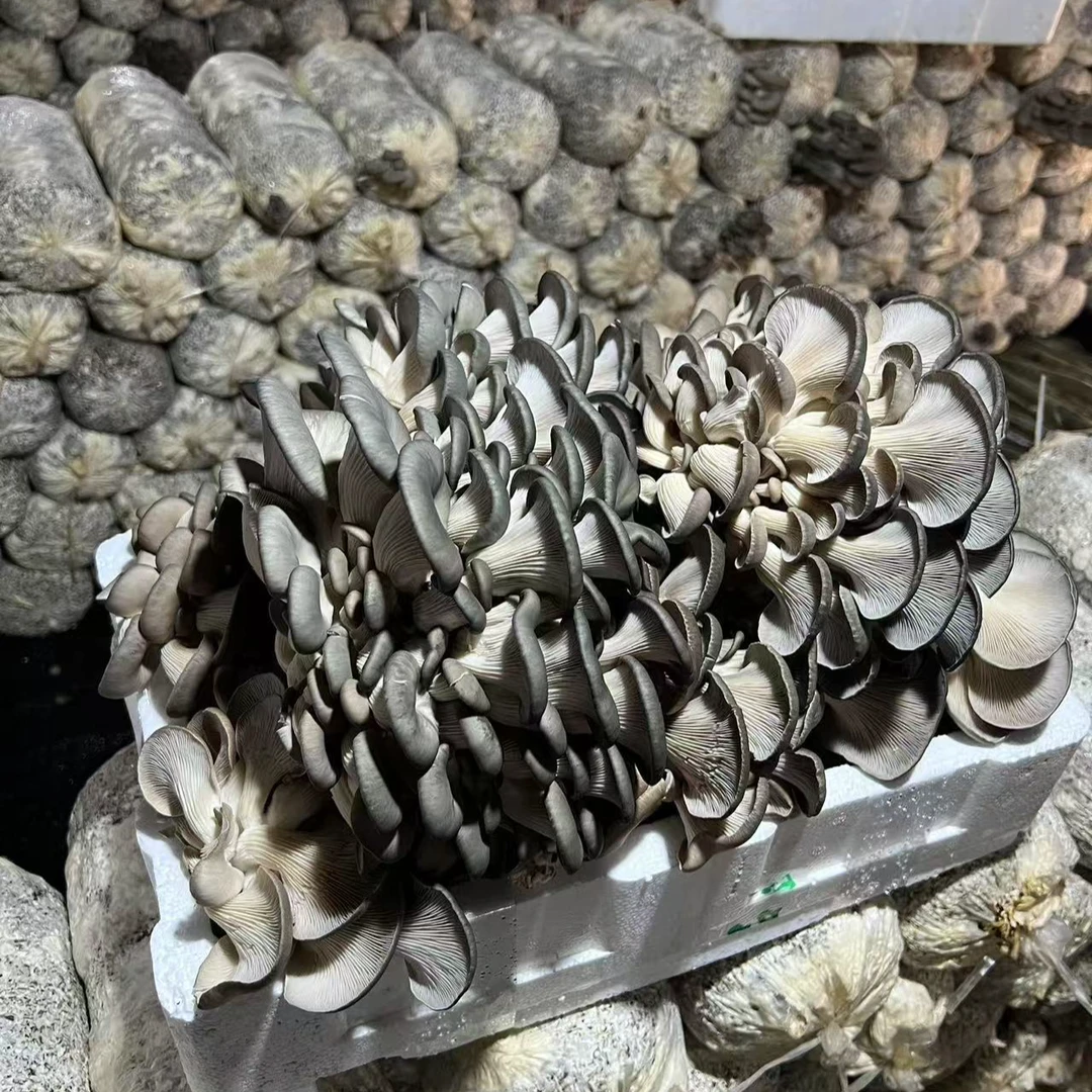 （顺丰包邮）现采平菇蘑菇秀珍菇不泡水无农药