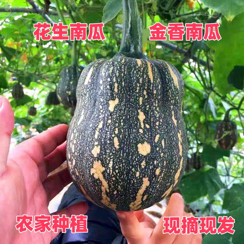 花生南瓜金香南瓜河南农家嫩南瓜板栗南瓜非贝贝小南瓜粉糯香甜