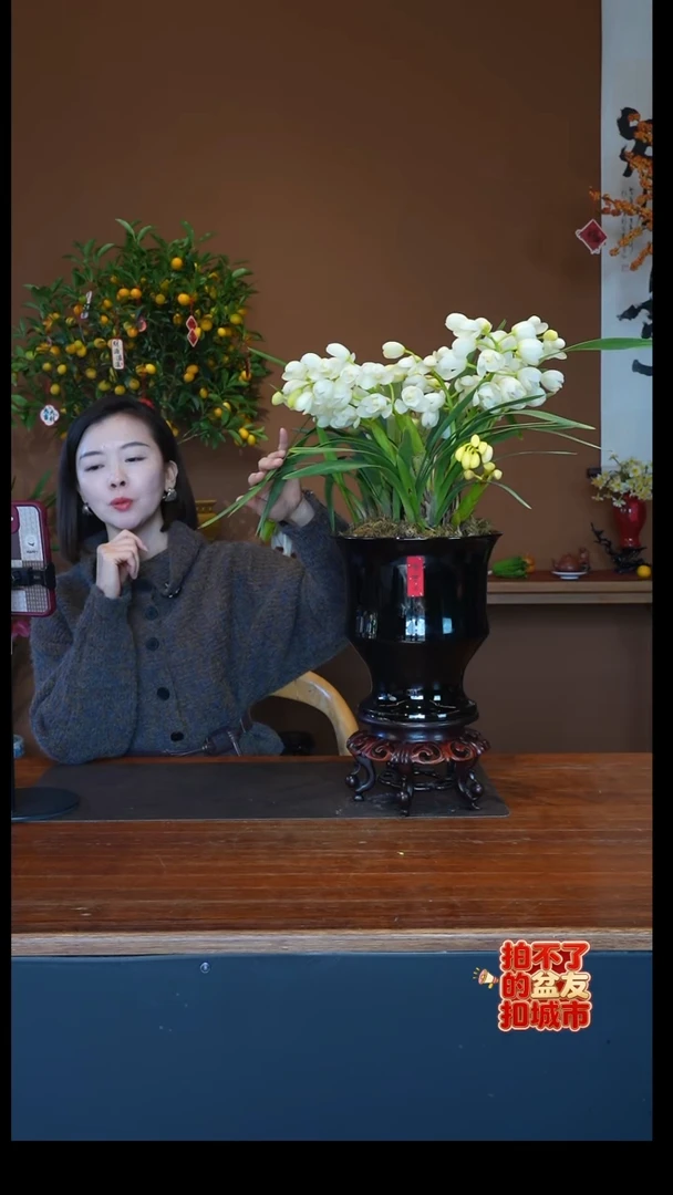 全部花朵玉兔盆景盆景