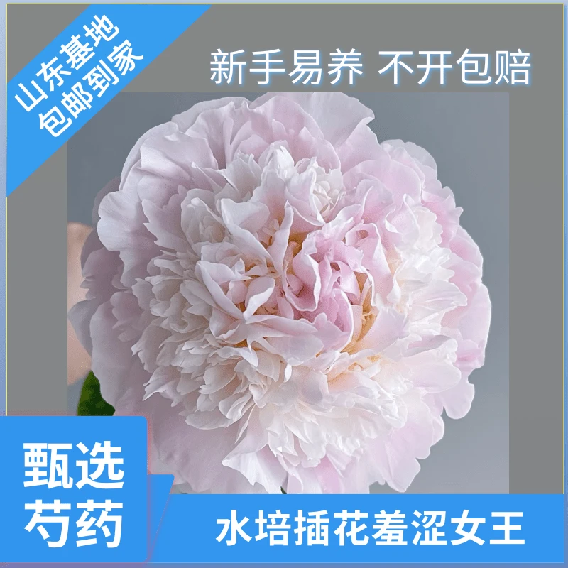 甄选【羞涩女王】鲜花芍药鲜切花水培插花山东基地母亲节鲜花