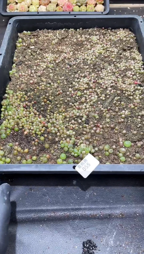 055毛汉尼 一框     量拍