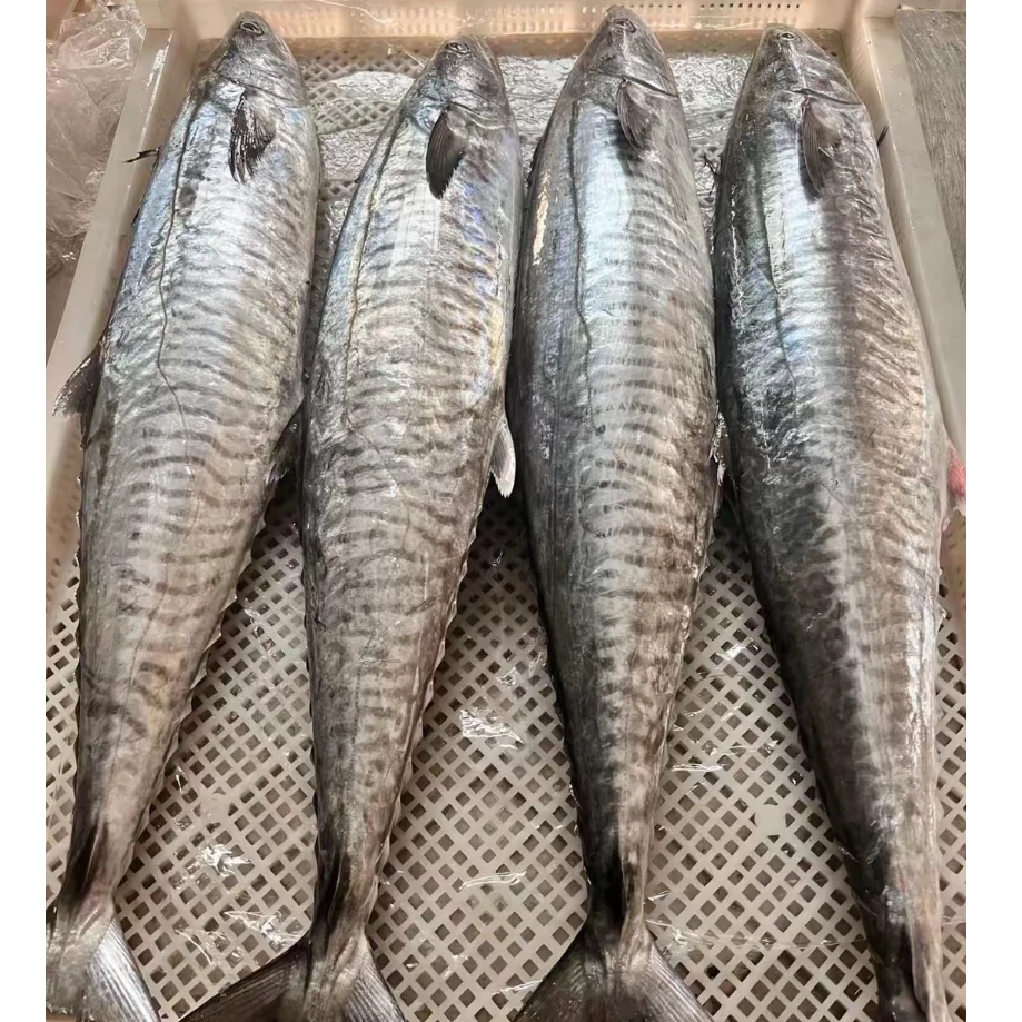 【海隆旺】6斤整条正宗马鲛鱼海鲜整条海钓马鲛鱼现切顺丰包邮