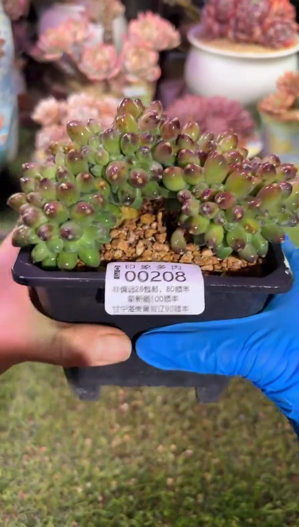 【闪购商品】00208