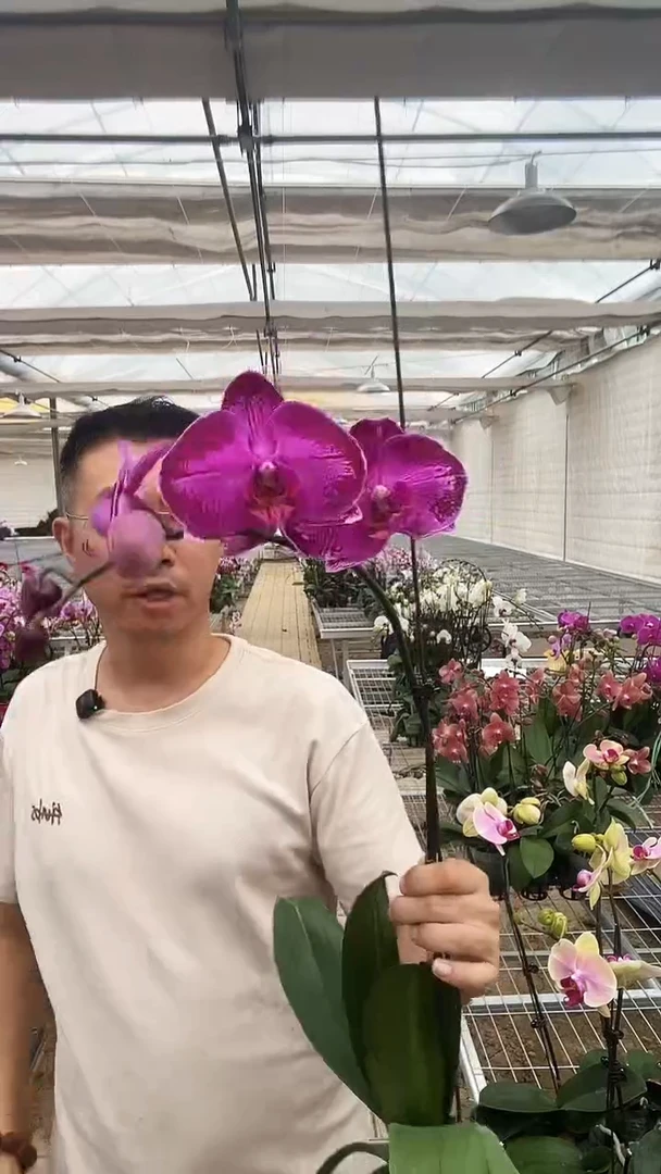 大部分开放少量花苞潮流1棵