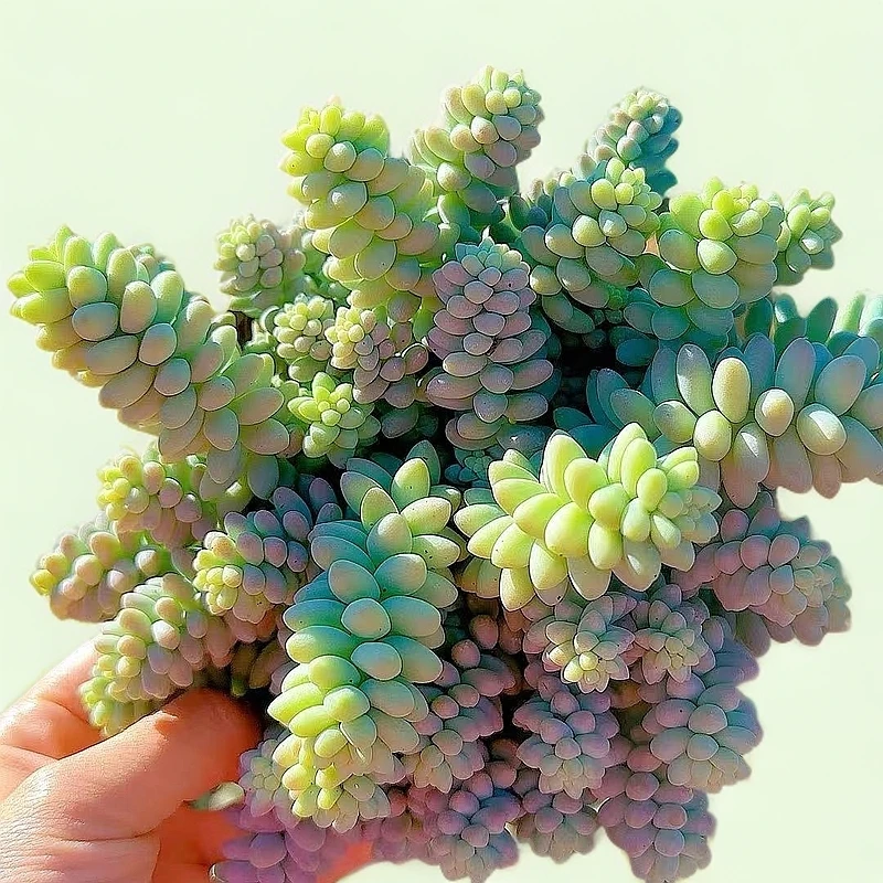 大盆彩虹玉坠 小谢多肉植物庭院空气耐旱上盆种植