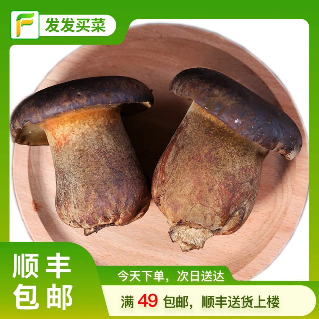 云南鲜牛肝菌约150±5g/盒（爆炒、煲汤）牛肝菌