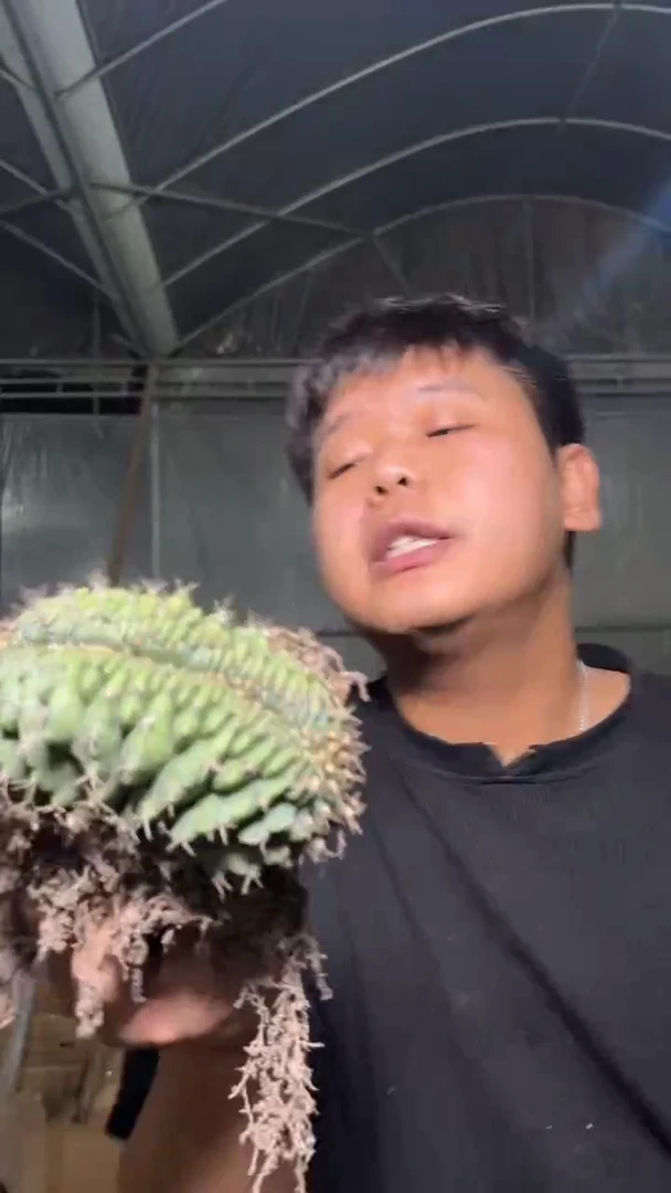 大号 翠皇冠 缀化【造型不指定】