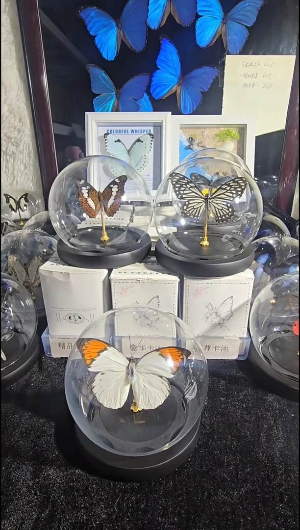 鹤顶粉蝶水晶球蝴蝶标本