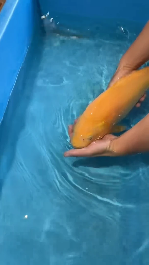 锦鲤太饱锦鲤36cm-45cm不包邮到付