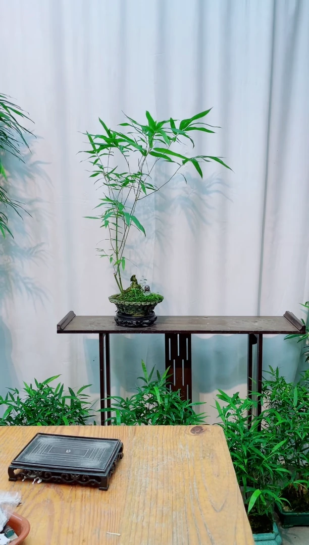 无花朵竹子盆景盆栽