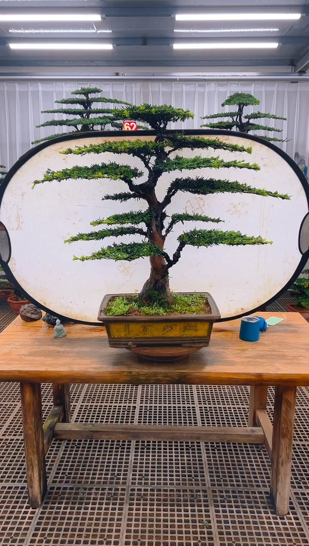 无花朵昌***勇精品盆景直播间一物一拍