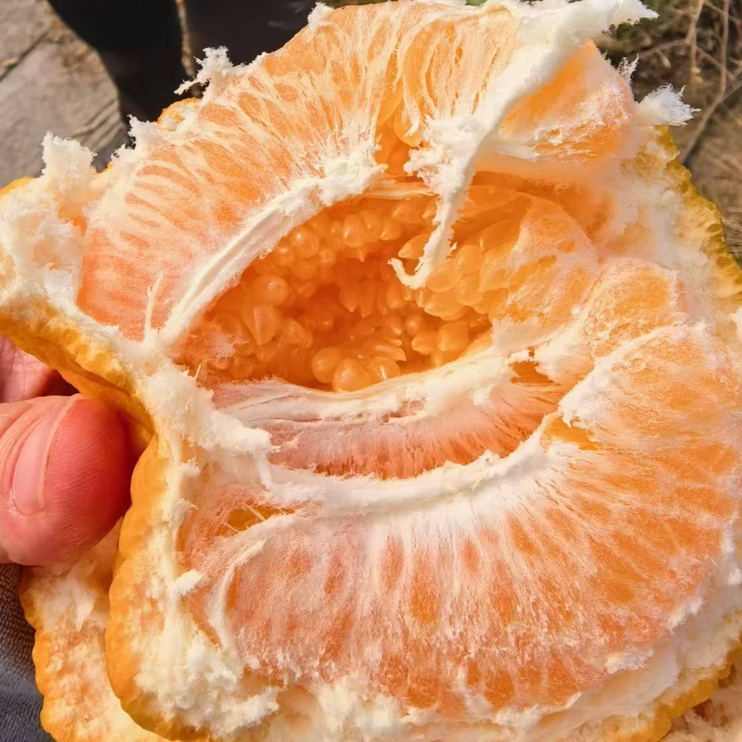 春见耙耙柑（老树果）四川新鲜水果好吃多汁酸甜8斤净