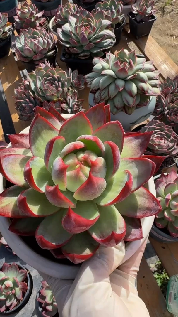 量拍尖叶惊鸿仙子（裸根发货）