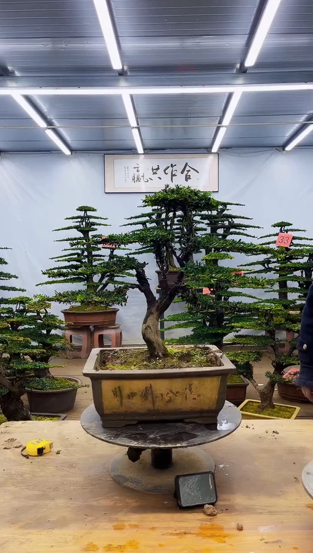 无花朵一物一拍·所见即所得