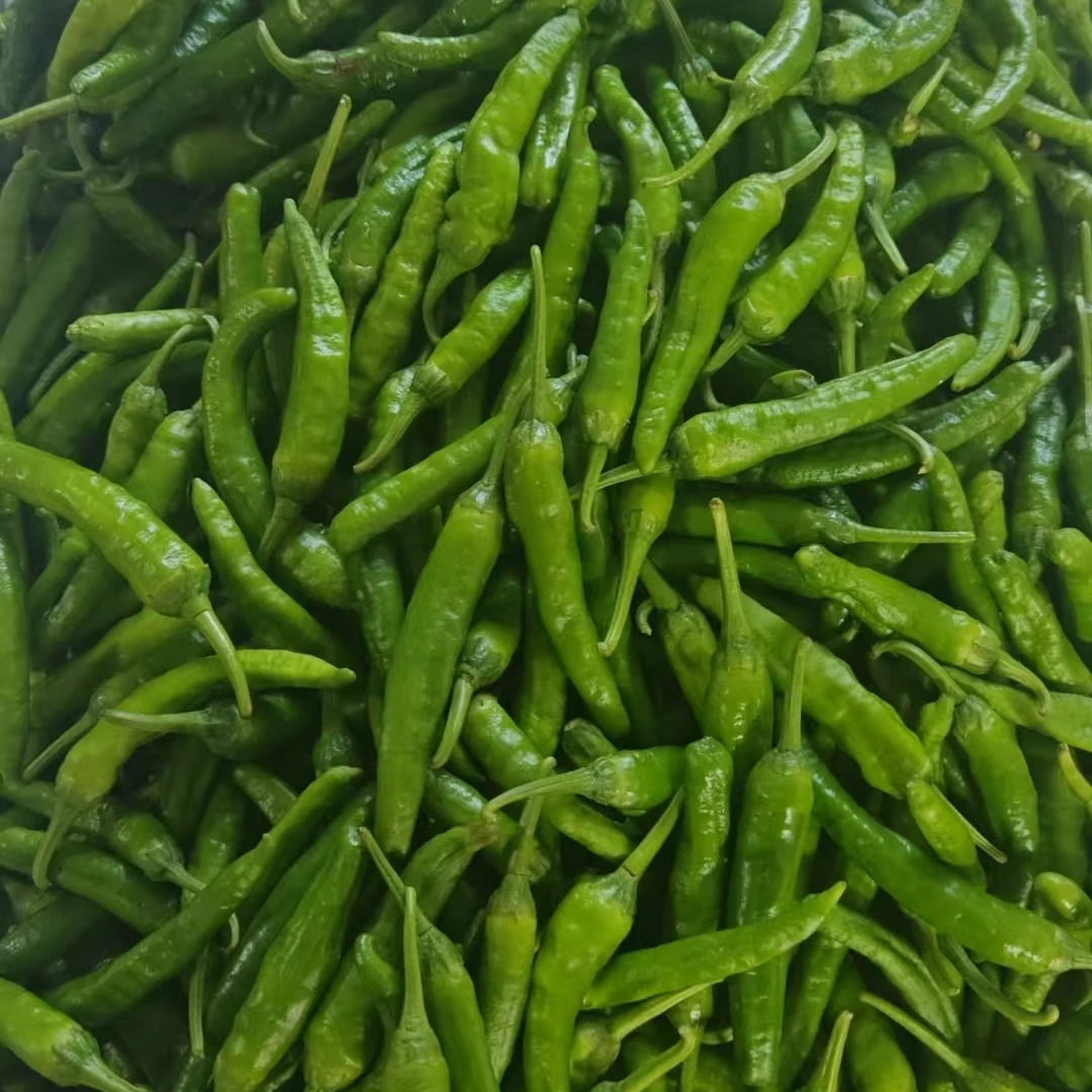 绿辣椒当天采摘3斤 5斤