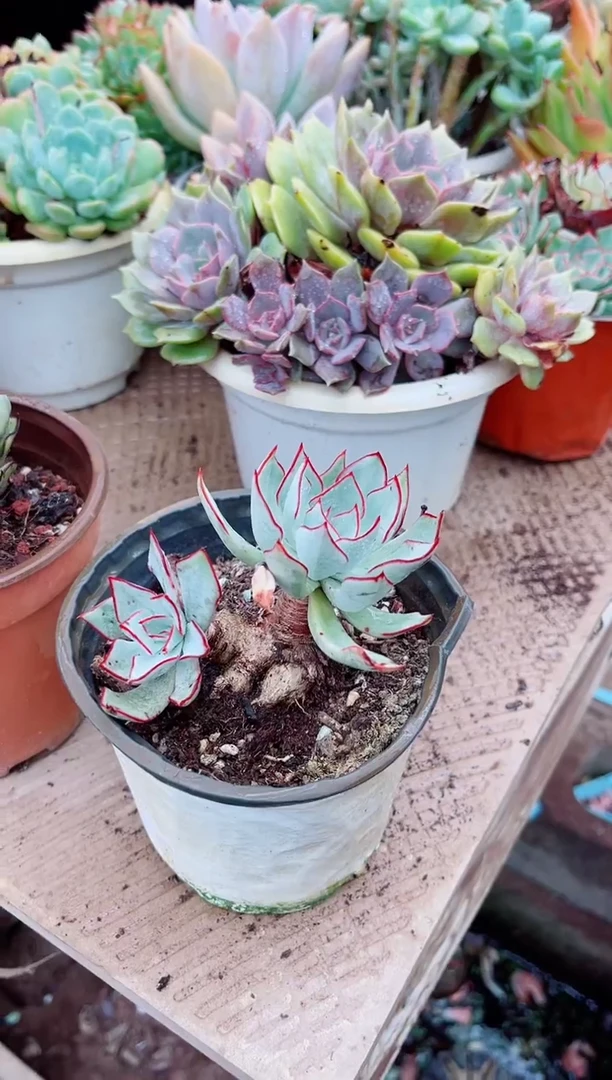 ?****伱02240多肉植物一物一拍