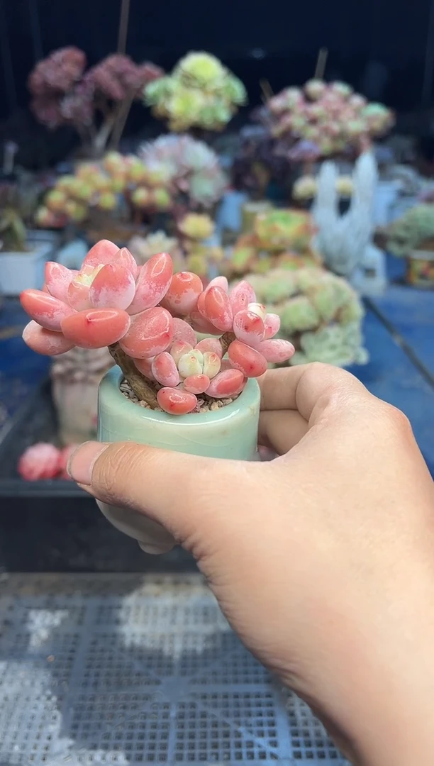 【闪购商品】739不带盆