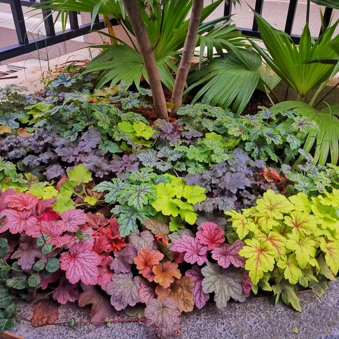 【矾根】花苗室外植物盆栽耐寒庭院观叶草花小苗户外地栽绿植花卉